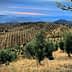 Olive trees arranged in rows on a hillside with distant mountains and a cloudy sky. - Olive Oil Times