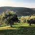 Olive trees in a green landscape with rolling hills in the background under a clear sky. - Olive Oil Times