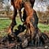 Close-up of a gnarled olive tree trunk with twisted roots and bark showing signs of aging. - Olive Oil Times
