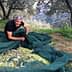 Man gathering olives from a net in an olive grove surrounded by trees. - Olive Oil Times