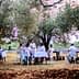 Group of people dining at tables set under olive trees in an outdoor setting. - Olive Oil Times