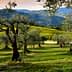 Olive trees in a green field with rolling hills and vineyards in the background. - Olive Oil Times