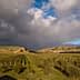 A landscape featuring an olive grove and vineyard under a cloudy sky with rolling hills in the background. - Olive Oil Times