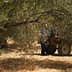 A person operating machinery among olive trees in a field during harvest season. - Olive Oil Times