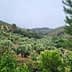 Lush olive grove with rows of olive trees on rolling hills under a cloudy sky. - Olive Oil Times
