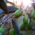 Close-up of green olive fruits growing on a branch with leaves in natural light. - Olive Oil Times