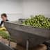 A large container filled with freshly harvested green olives in a processing facility. - Olive Oil Times