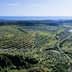 Aerial view of a large olive grove with neatly arranged trees and a distant coastline. - Olive Oil Times