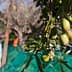 Olives on a branch with a person harvesting olives in the background. - Olive Oil Times