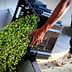 Person pouring freshly harvested green olives from a crate into a container. - Olive Oil Times