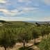 View of a green olive orchard with rows of trees under a blue sky. - Olive Oil Times
