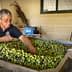 Man sorting through a large container of green and black olives at an olive mill. - Olive Oil Times