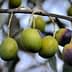 A branch with several olives in varying shades of green and purple hanging from it. - Olive Oil Times