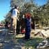Workers harvesting olives from trees using ladders and nets in an olive grove. - Olive Oil Times