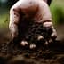 A close-up of a hand holding dark, rich soil with dirt particles visible. - Olive Oil Times