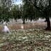 Olive trees in a grove surrounded by standing water and fallen leaves after rainfall. - Olive Oil Times