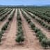 Aerial view of a neatly arranged olive tree plantation with rows of trees. - Olive Oil Times