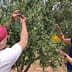 Two individuals collecting olives from an olive tree during the harvesting process. - Olive Oil Times