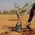 Individual in a yellow vest planting an olive tree sapling in dry soil with a shovel. - Olive Oil Times