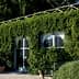 A building with large windows covered in lush green vines and plants. - Olive Oil Times