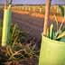 Young olive trees planted in green protective sleeves in a field. - Olive Oil Times