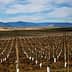 Vast vineyard landscape featuring rows of young vines with protective white covers in the soil. - Olive Oil Times