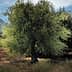 A solitary olive tree with lush green leaves in an orchard setting under a clear sky. - Olive Oil Times