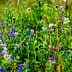 A vibrant meadow filled with various wildflowers in shades of purple and green. - Olive Oil Times