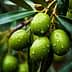Close-up of green olives on a branch with water droplets on leaves and fruit. - Olive Oil Times