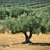 Single olive tree with a thick trunk and lush green foliage in a field of olive trees. - Olive Oil Times