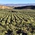 Expansive olive grove with rows of olive trees and distant mountains in the background. - Olive Oil Times