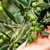 A hand gently touching an olive branch with unripe green olives and leaves. - Olive Oil Times