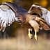 A red-tailed hawk soaring through the air with wings spread wide and talons extended. - Olive Oil Times