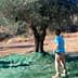 Three individuals harvesting olives from an olive tree using nets and sticks in a field. - Olive Oil Times