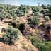 An ancient stone bridge in a landscape filled with olive trees and rocky terrain. - Olive Oil Times