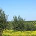 Olive trees growing in a field with yellow flowers in the foreground and rows of trees in the background. - Olive Oil Times