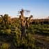 View of an olive grove with several olive trees and green underbrush in a natural setting. - Olive Oil Times