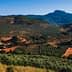 Aerial view of a landscape featuring extensive olive groves and rolling hills under a clear blue sky. - Olive Oil Times