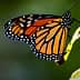 Close-up of a Monarch butterfly perched on a green leaf with vibrant orange and black wings. - Olive Oil Times
