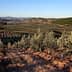 Expansive view of an olive grove with rows of olive trees on a hillside under a clear sky. - Olive Oil Times