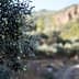 Close-up of an olive tree branch with unripe olives against a blurred background of olive groves. - Olive Oil Times