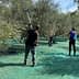 Three individuals using poles to harvest olives from trees in an orchard with green nets on the ground. - Olive Oil Times