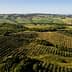 Aerial view of olive groves and rolling hills in a rural landscape. - Olive Oil Times