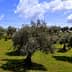 A landscape view of an olive grove featuring several mature olive trees under a partly cloudy sky. - Olive Oil Times
