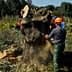 Workers in safety gear cutting down a large tree stump in an olive grove. - Olive Oil Times