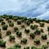 A hillside covered with rows of olive trees under a cloudy sky. - Olive Oil Times