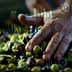 A hand sorting olives with data visualizations and graphs overlaid on the image. - Olive Oil Times