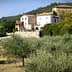 Houses surrounded by olive trees in a rural landscape with hills in the background. - Olive Oil Times