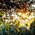 Sunlight filtering through the leaves of an olive tree in a natural setting. - Olive Oil Times