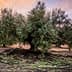 Person using a stick to harvest olives from a tree in an orchard during sunset. - Olive Oil Times